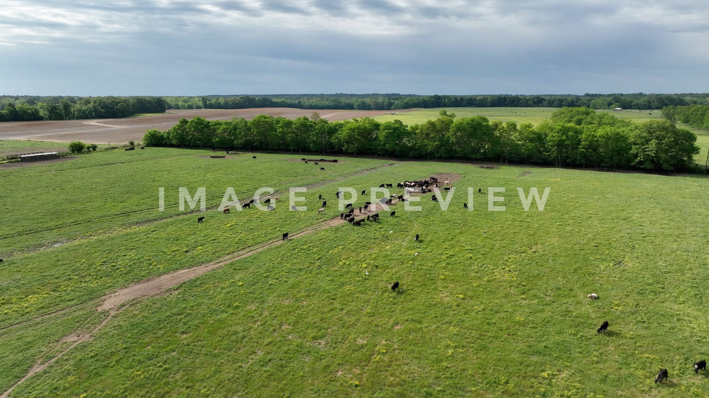 stock photo Countryside landscape with cattle grazing