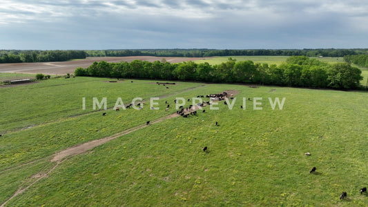 stock photo Countryside landscape with cattle grazing