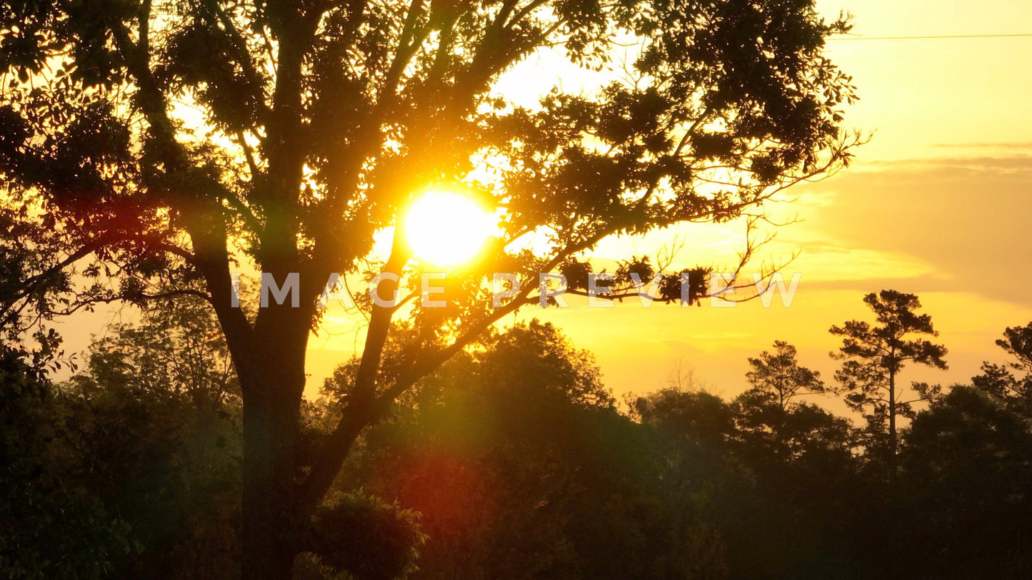 stock photo sunrise through trees