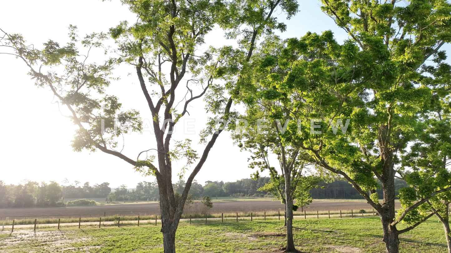 stock photo nature trees by country road