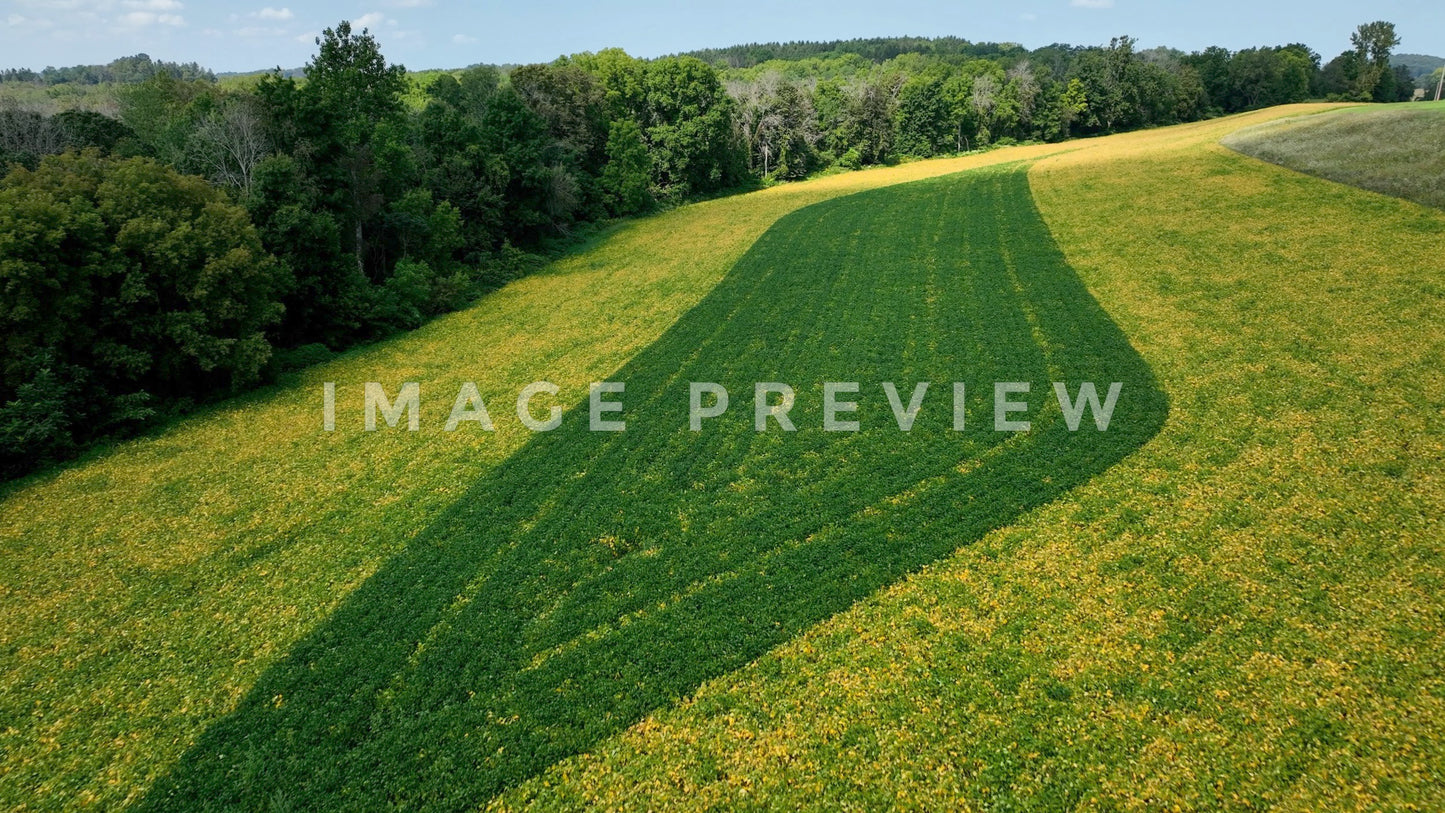 stock photo Aerial looking down on farmland crop fields and cattle