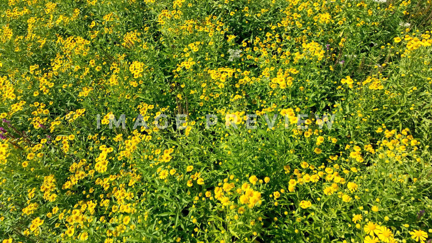stock photo yellow wildflowers