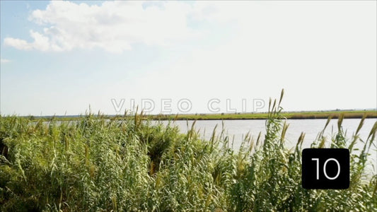 CLIP 10 - South Carolina Ricefields Vol 3. - White House Plantation