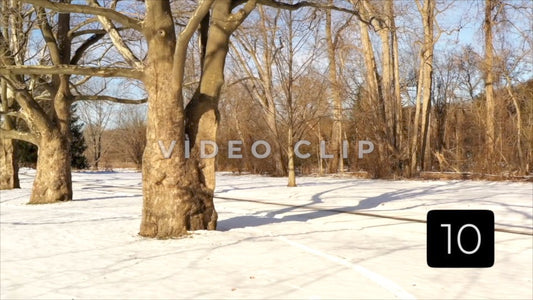 CLIP 10 - Rochester, NY Vol. 7 - Tree orchard in Winter at Ellison Park, NY