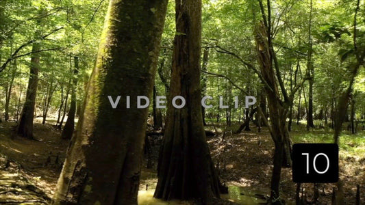 CLIP 10 - Francis Marion National Forest, SC