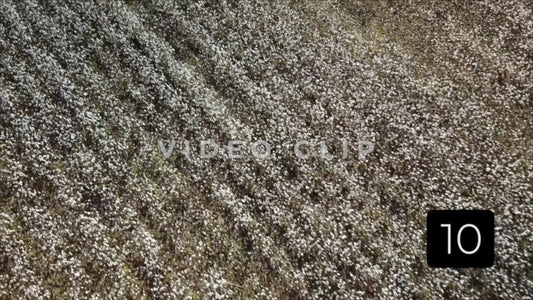 CLIP 10 - South Carolina Cotton Field