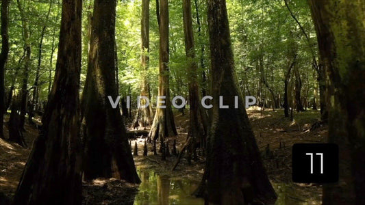 CLIP 11 - Francis Marion National Forest, SC