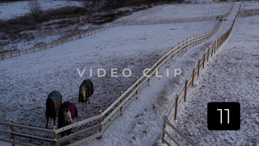 CLIP 11 - Winter Vol. 2 - Horses gather in pasture on farm during Winter