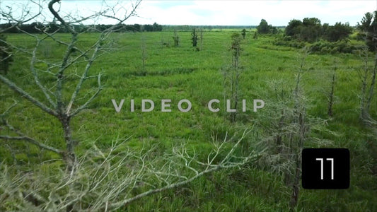 CLIP 11 - South Carolina Ricefields Vol 5. - Samsworth Plantation