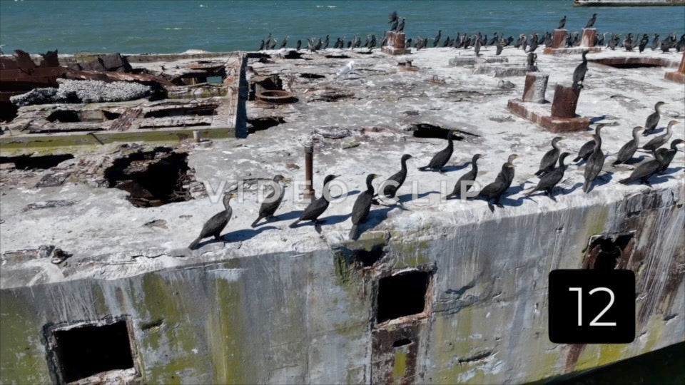 CLIP 12 - Kiptopeke Concrete Ships, VA shorebirds resting on deck of ship