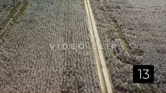 CLIP 13 - South Carolina Cotton Field