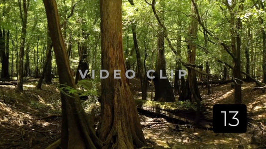 CLIP 13 - Francis Marion National Forest, SC