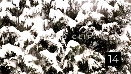 CLIP 14 - Winter Vol. 4 - Snow covered tree during Winter as bird lands on branch