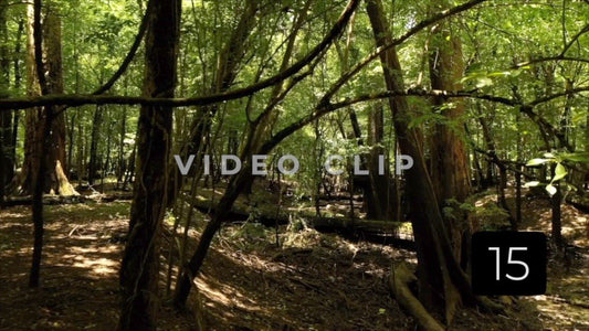 CLIP 15 - Francis Marion National Forest, SC