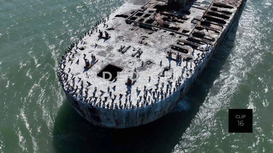 CLIP 16 - Kiptopeke Concrete Ships, VA shorebirds resting on main deck as pelican flies by