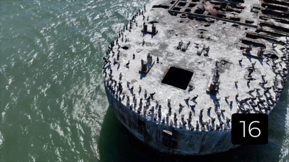 CLIP 16 - Kiptopeke Concrete Ships, VA shorebirds resting on main deck as pelican flies by