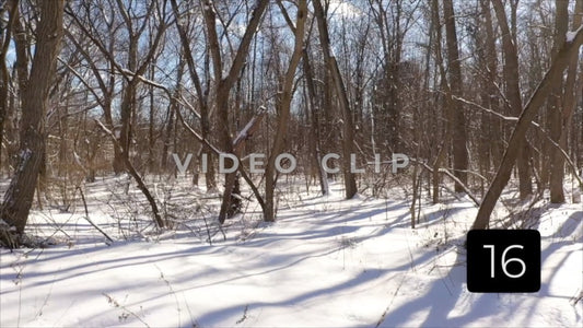 CLIP 16 - Winter Vol. 5 - Snow covered trees in forest landscape