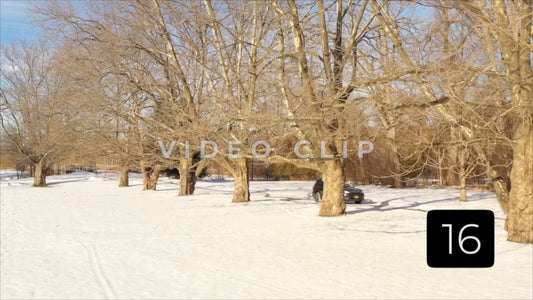 CLIP 16 - Rochester, NY Vol. 7 - Car travels past tree orchard in Winter at Ellison Park, NY