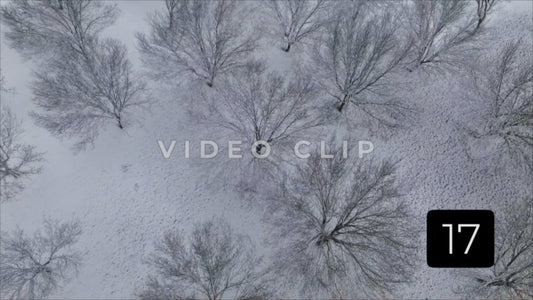 CLIP 17 - Winter Vol. 1 - Slowly turning down to see tops of frozen trees