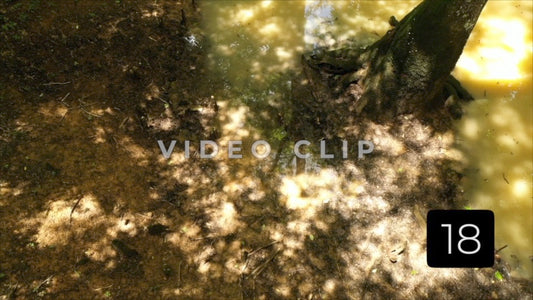 CLIP 18 - Francis Marion National Forest, SC