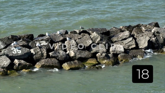 CLIP 18 - Erie, PA Presque Isle State Park seagulls on rocky jetties along coastline