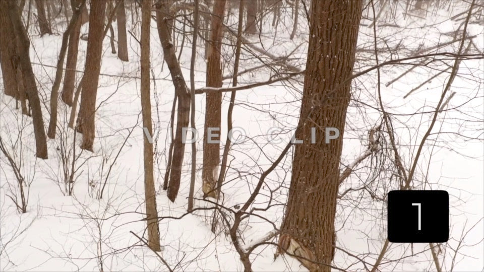 CLIP 1 - Winter Vol. 4 - Winter in a snow covered forest