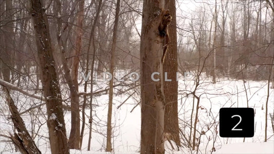 CLIP 2 - Winter Vol. 4 - Winter snow falls in nature preserve beside frozen pond