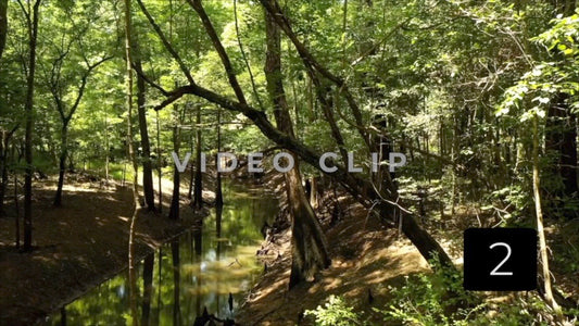 CLIP 2 - Francis Marion National Forest, SC