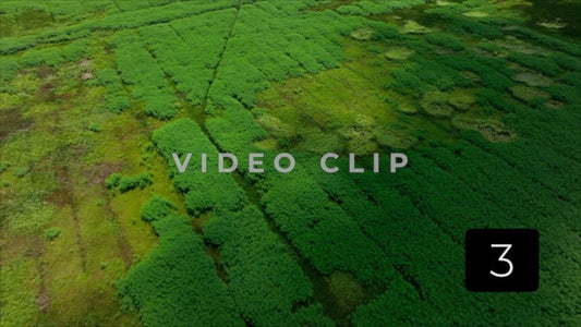 CLIP 3 - South Carolina Ricefields Vol 1. - Santee River Delta