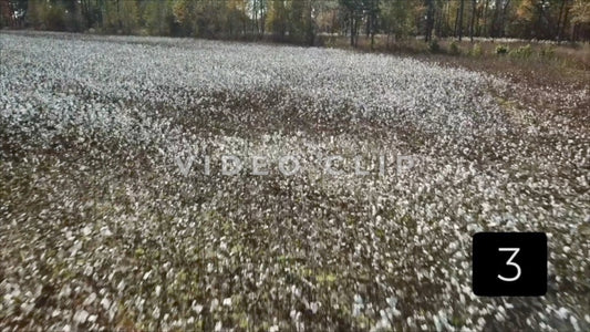 CLIP 3 - South Carolina Cotton Field
