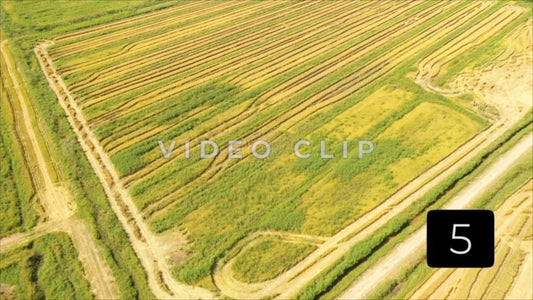CLIP 5 - South Carolina Ricefields Vol 3. - White House Plantation