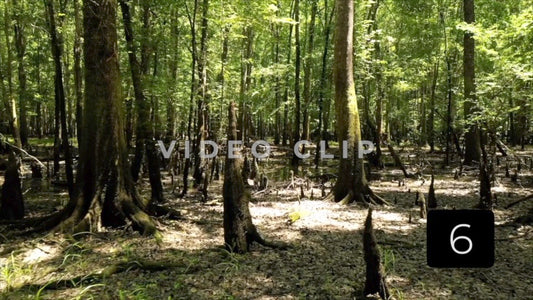 CLIP 6 - Francis Marion National Forest, SC