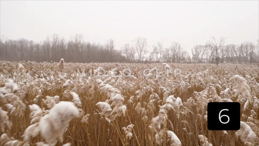CLIP 6 - Winter Vol. 4 - Winter ice and snow on wetland marsh reeds in nature area