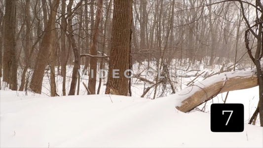 CLIP 7 - Winter Vol. 4 - Winter dense forest covered in snow