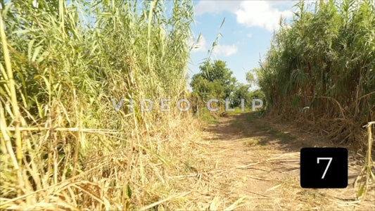 CLIP 7 - South Carolina Ricefields Vol 3. - White House Plantation