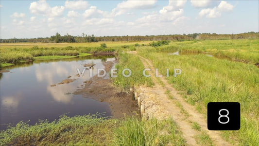 CLIP 8 - South Carolina Ricefields Vol 3. - White House Plantation