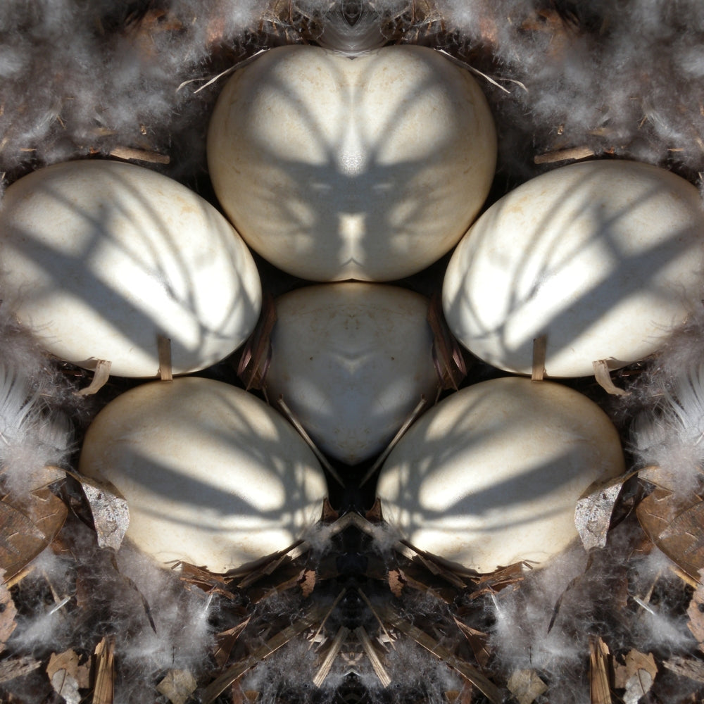 Nest Eggs