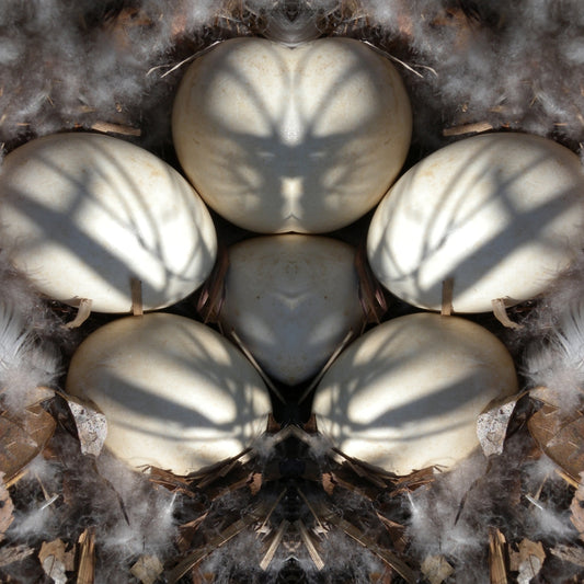 Nest Eggs