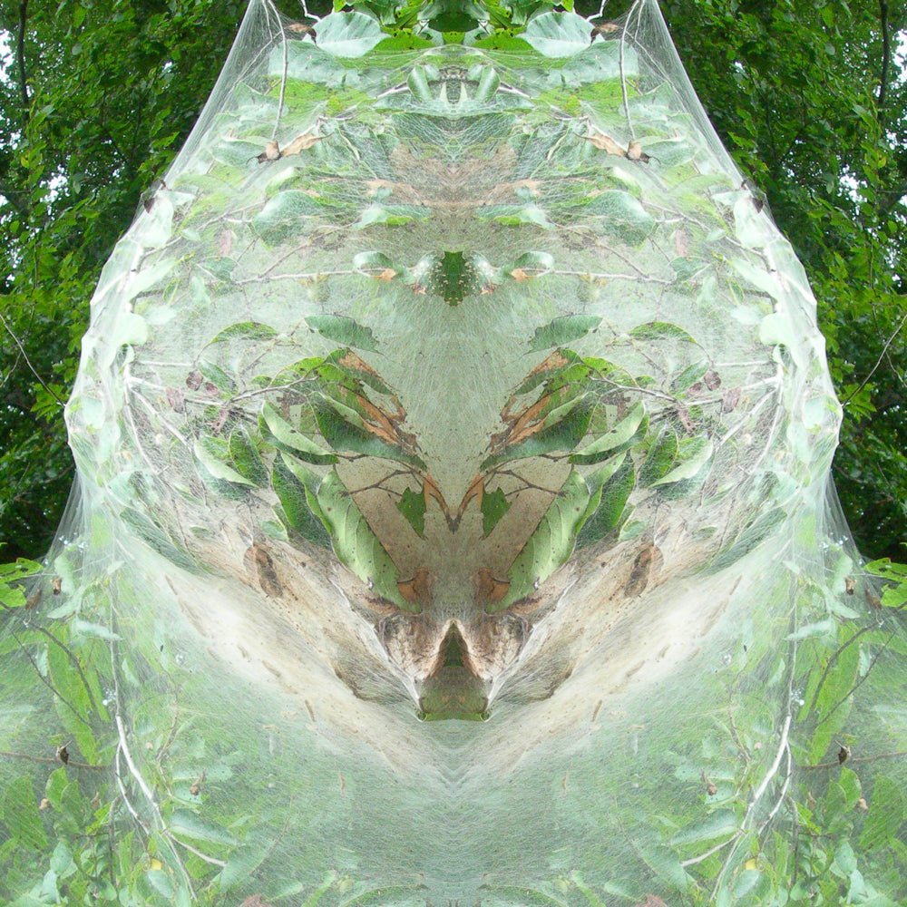 Cocoon Head