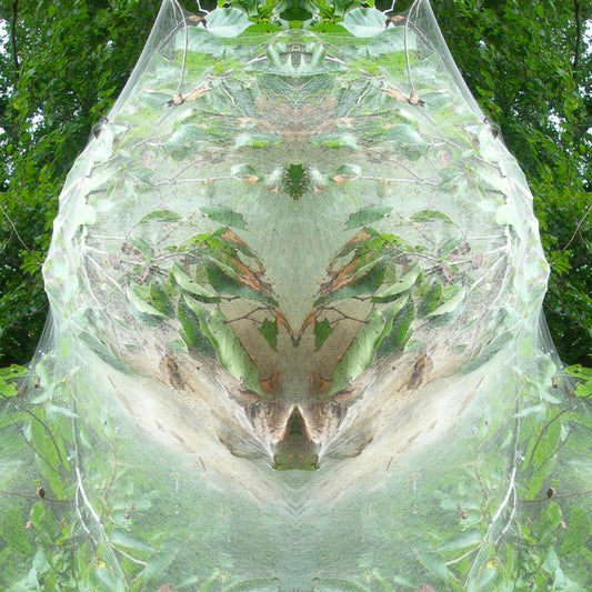 Cocoon Head