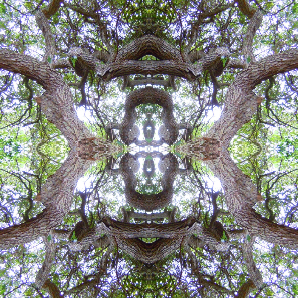 Enlightened Oak