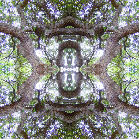 Enlightened Oak