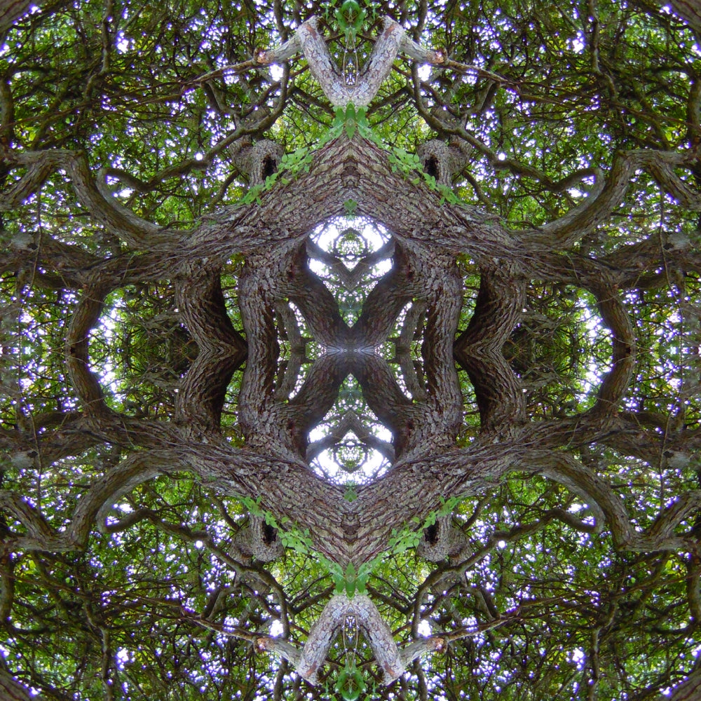 Enchanted Oak