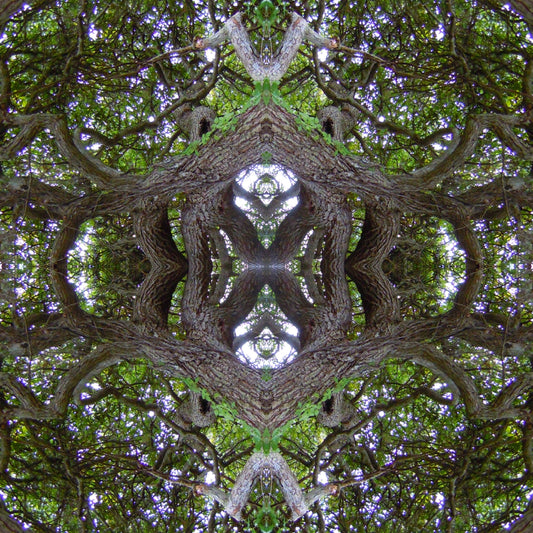 Enchanted Oak