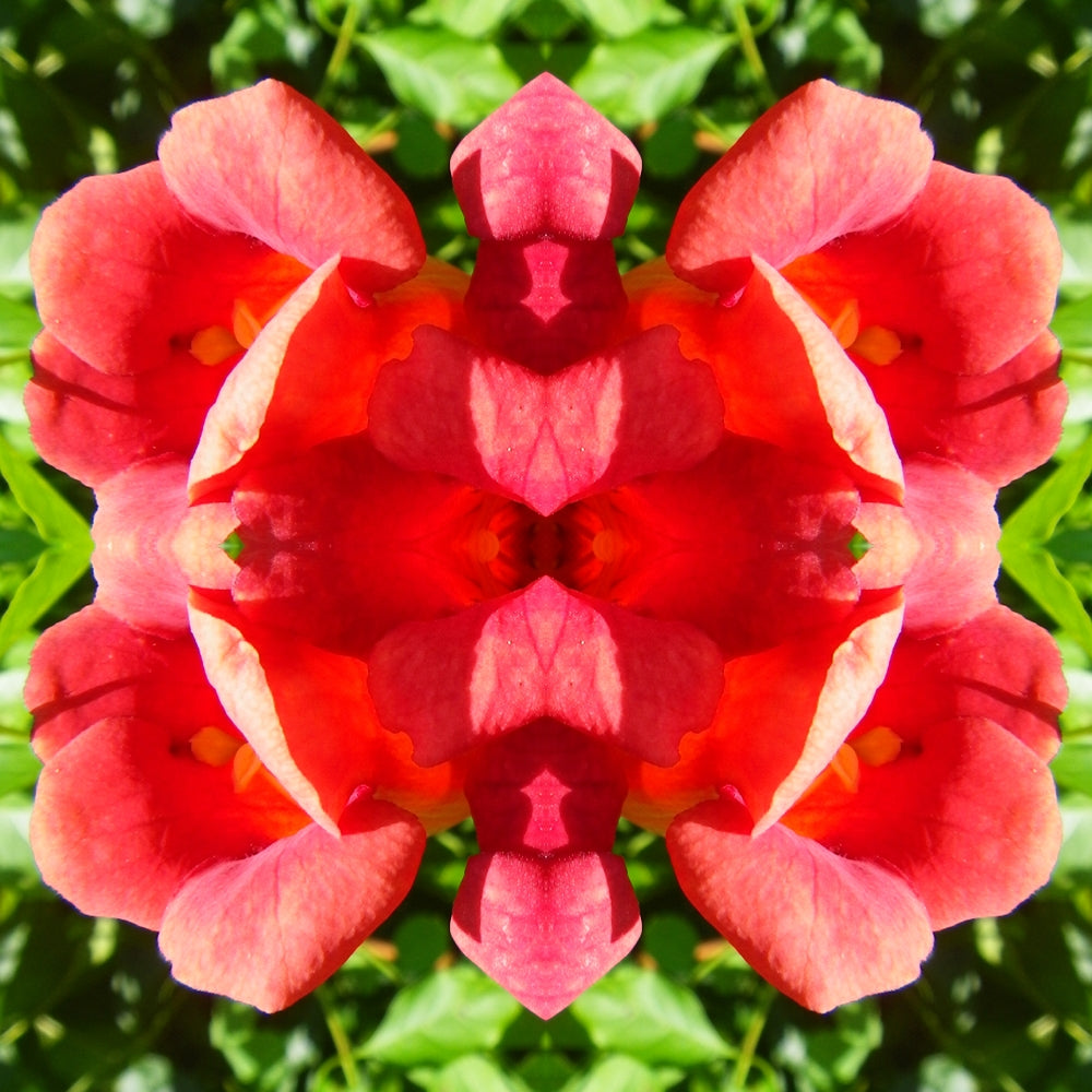 Bloom