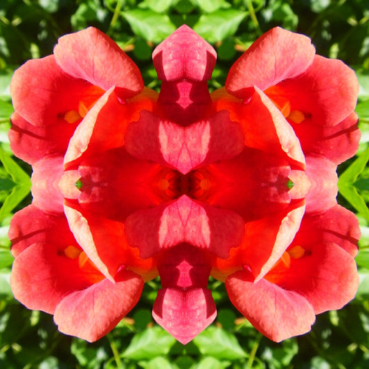 Bloom