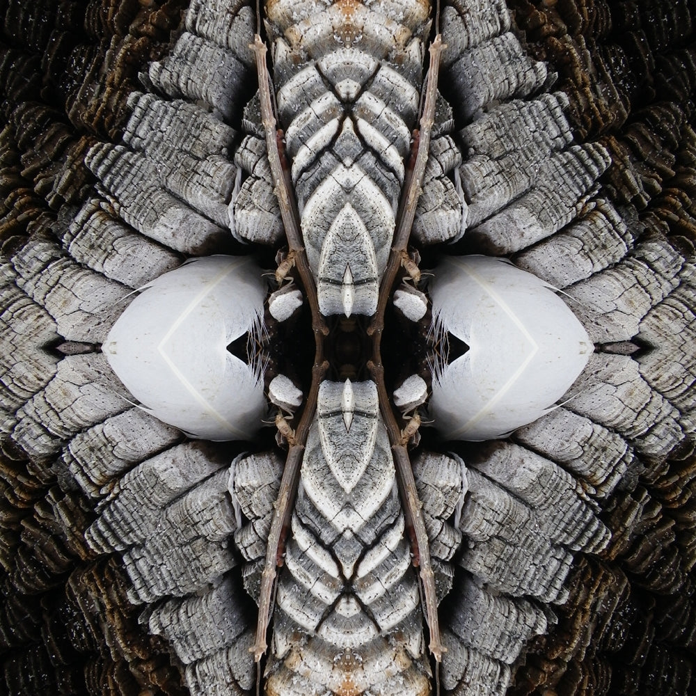 Nest