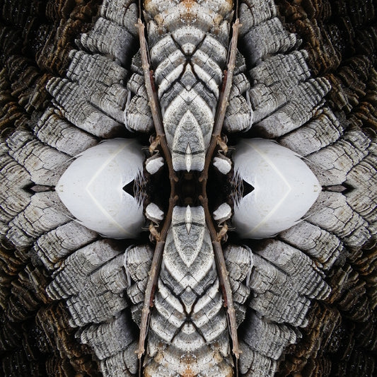 Nest