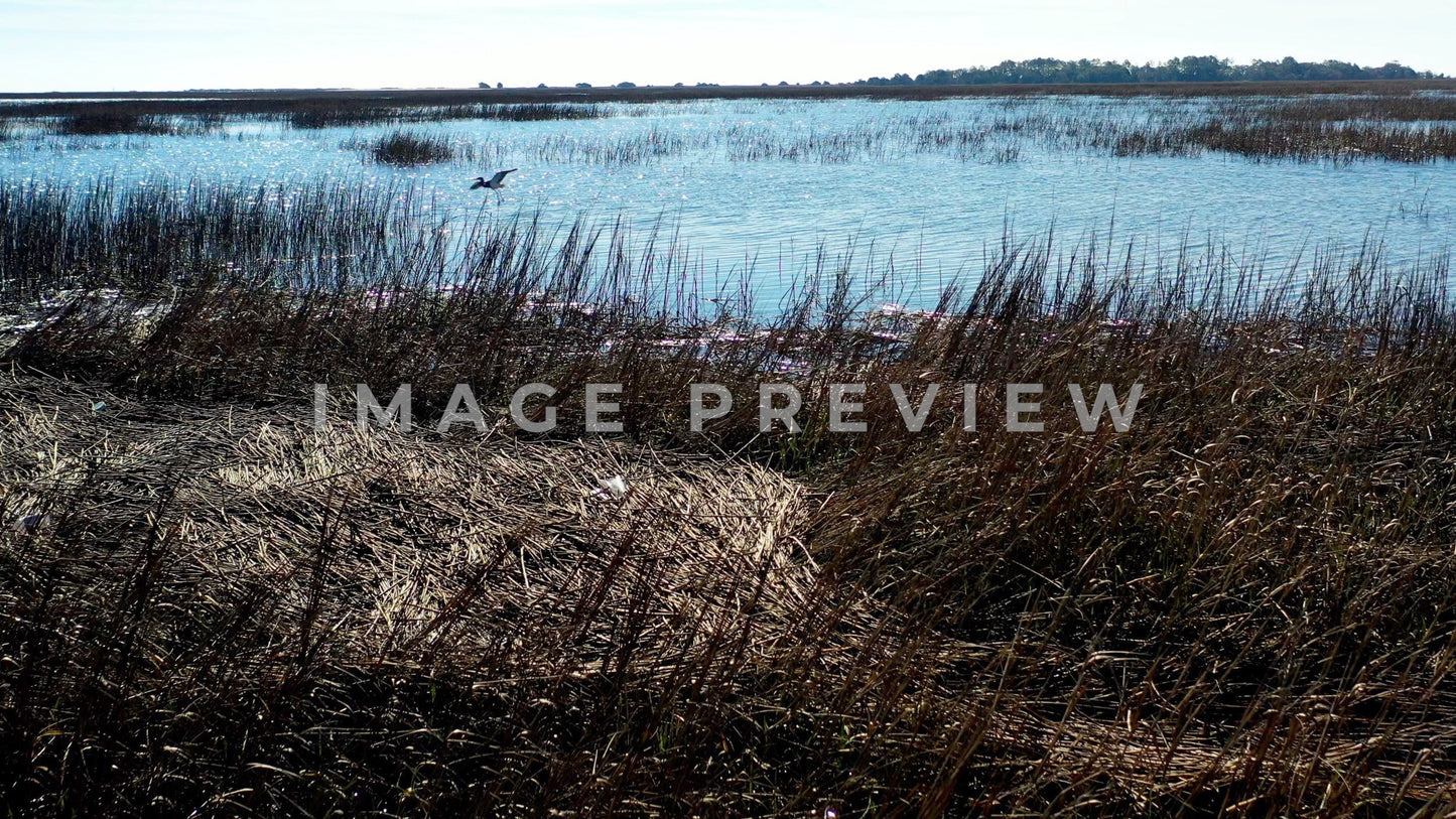 4k Still Frame - Murrells Inlet, SC shorebird flying over peaceful marsh in morning sunlight