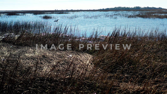 4k Still Frame - Murrells Inlet, SC shorebird flying over peaceful marsh in morning sunlight